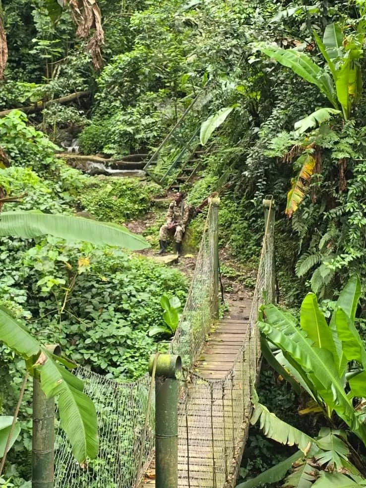 A ladder bridge section through dense Rwenzori forest