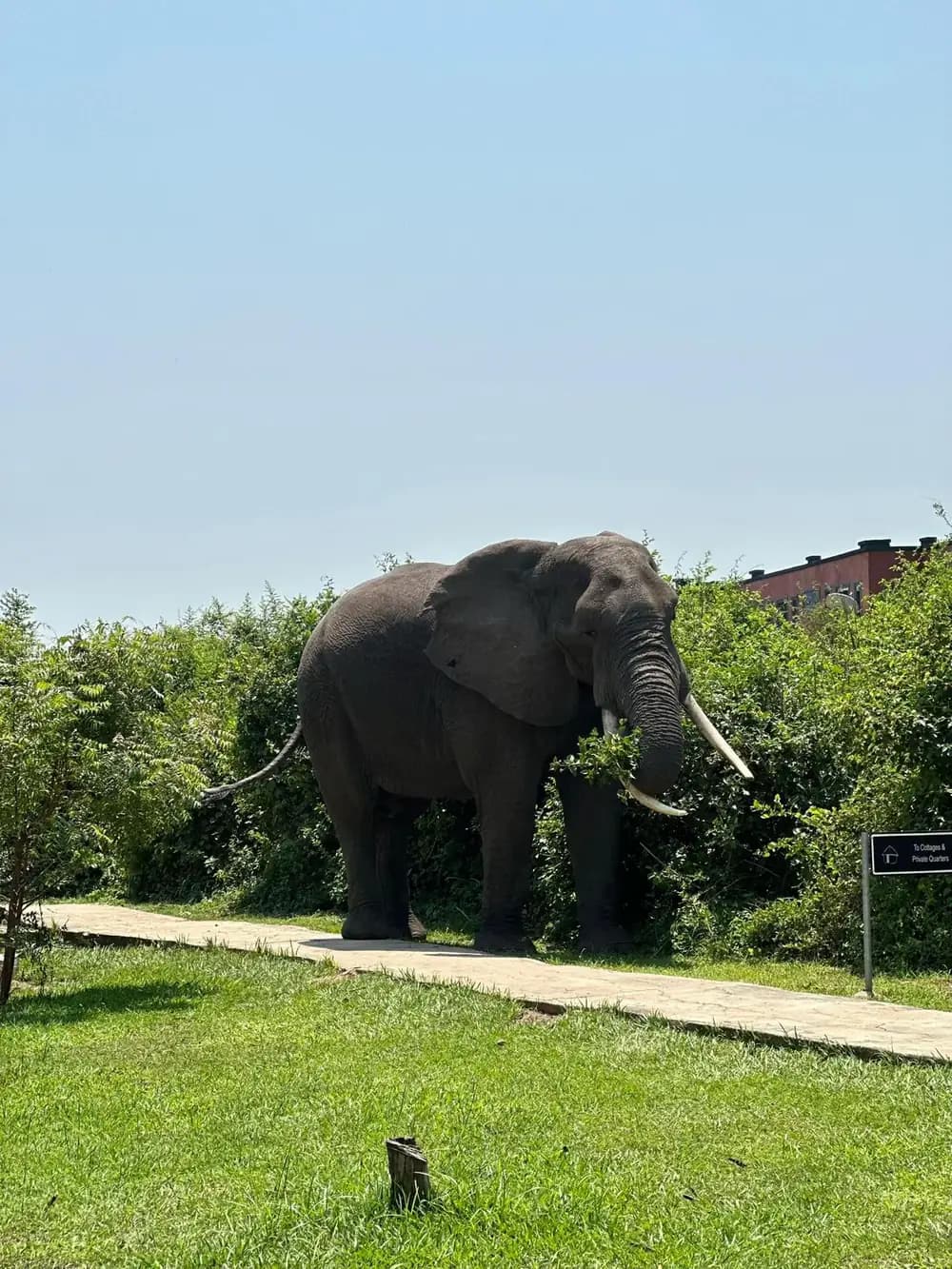 Elephant moving near a Uganda lodge area
