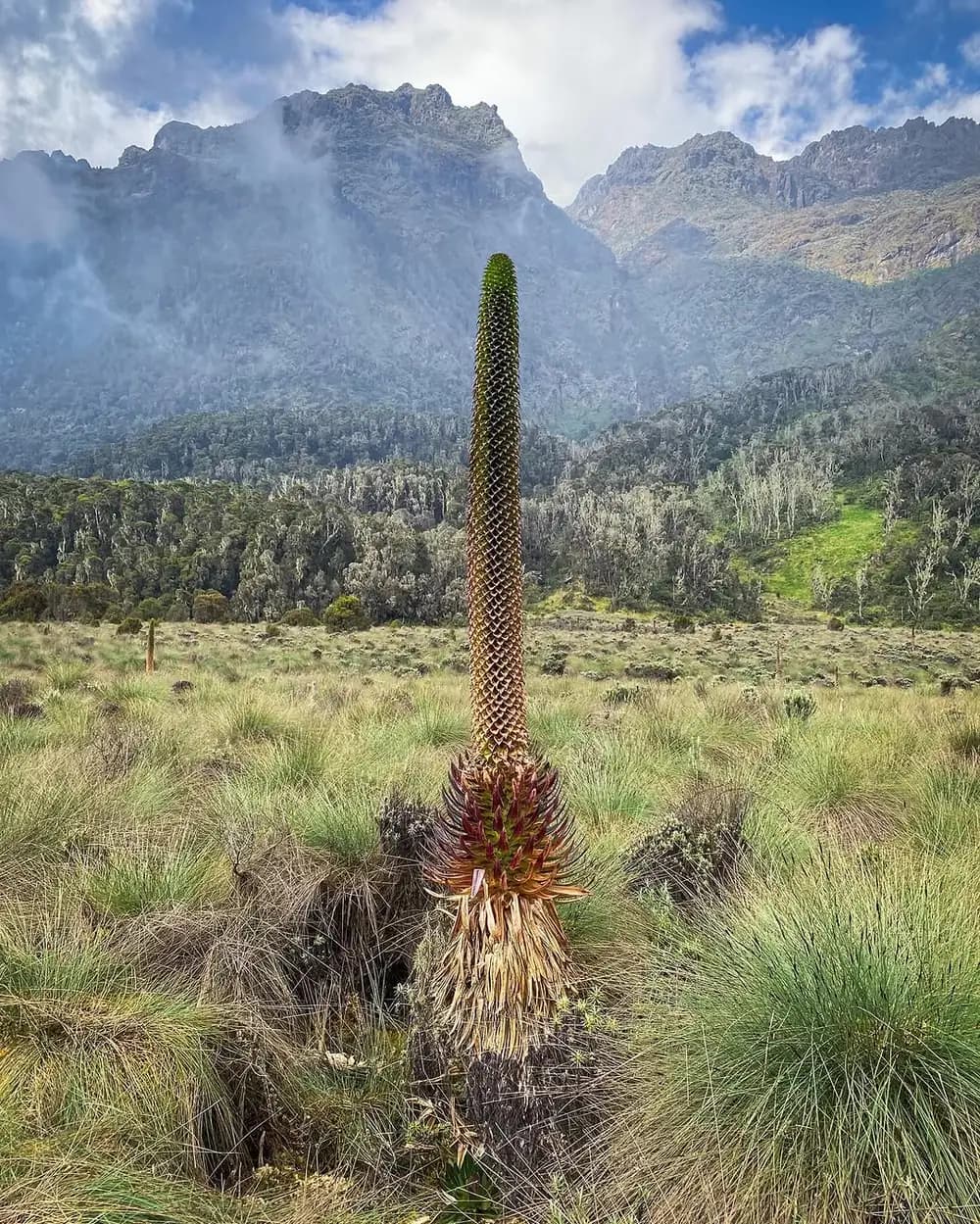 Giant lobelia plants in a Rwenzori mountain valley