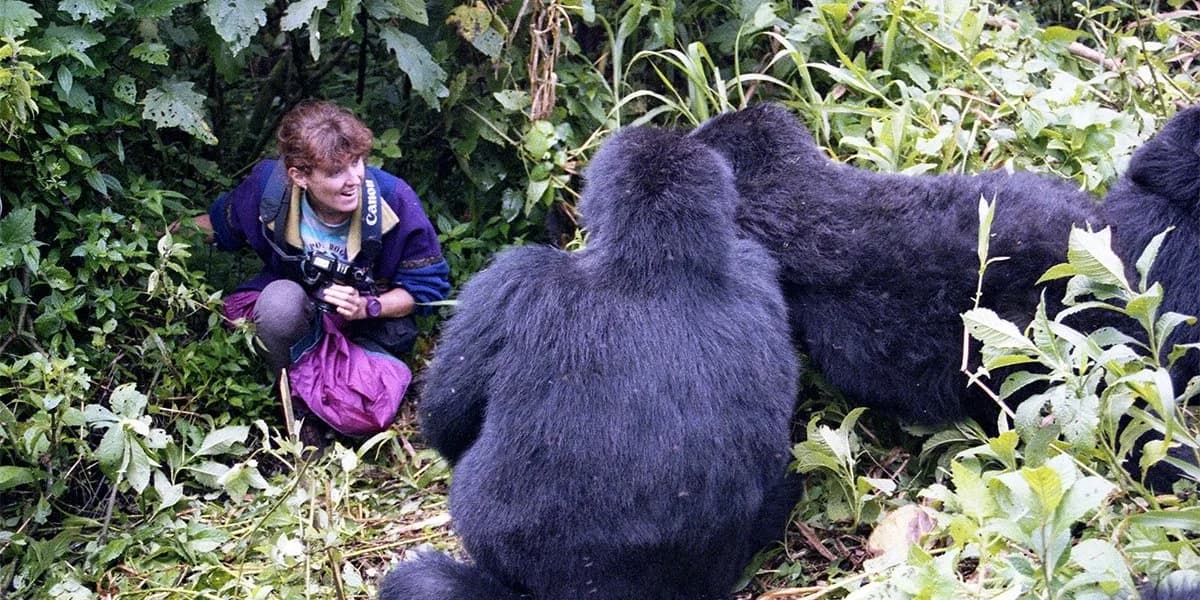 Close gorilla encounter during a Uganda trekking plan