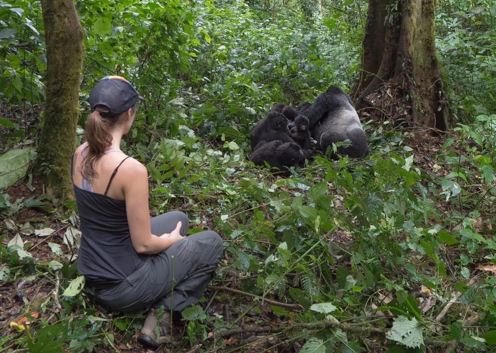 Traveler seated quietly near a gorilla family in Bwindi