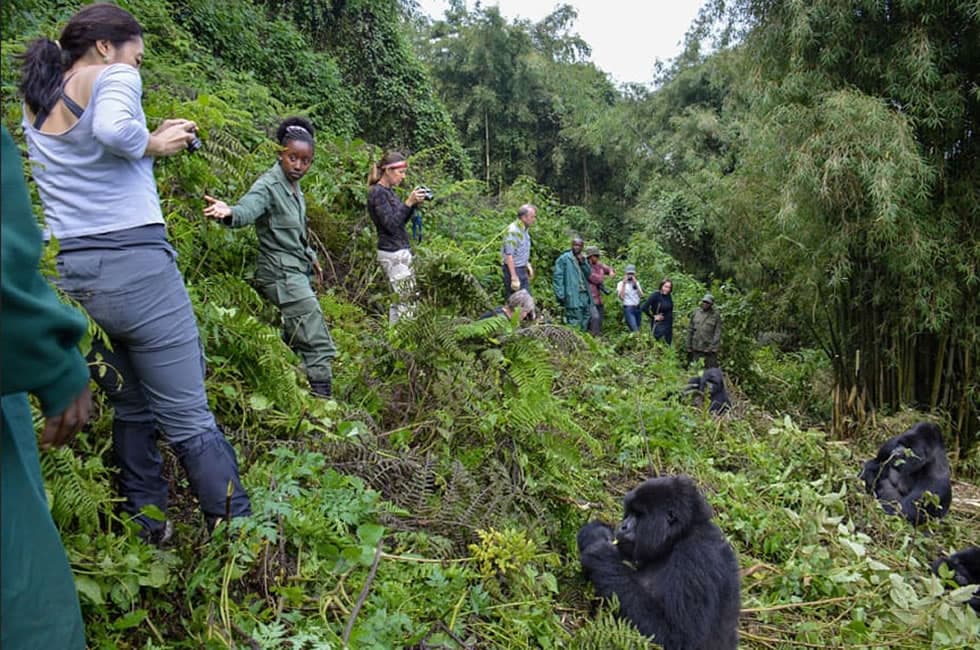 Rangers guiding travelers during Bwindi gorilla permit planning