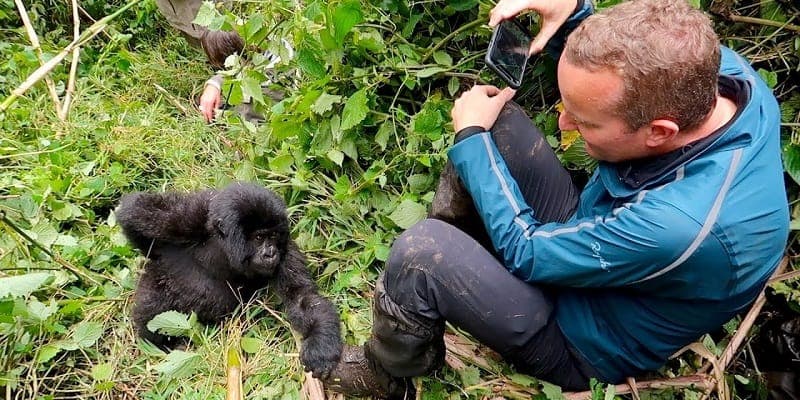 Traveler photographing a young gorilla during a guided Bwindi trek