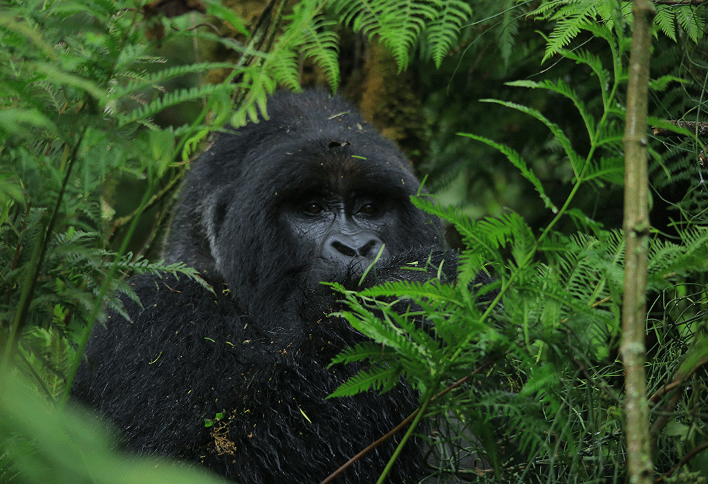 Stand face to face with mountain gorillas in Bwindi.