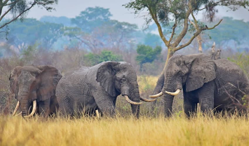 A private Uganda safari for travelers who want depth, not crowds.