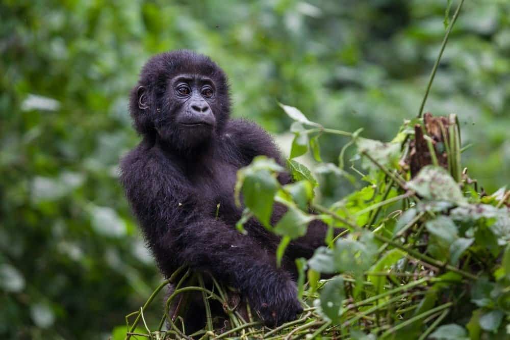 Traveler observing Uganda gorilla trekking conditions